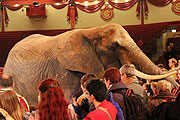 Sonni Frankello - kommentierte öffentliche Elefantenproben im Circus Krone am 11.03.2012 (©Foto: Elke Löw)